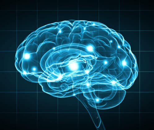 brain neurology illustration